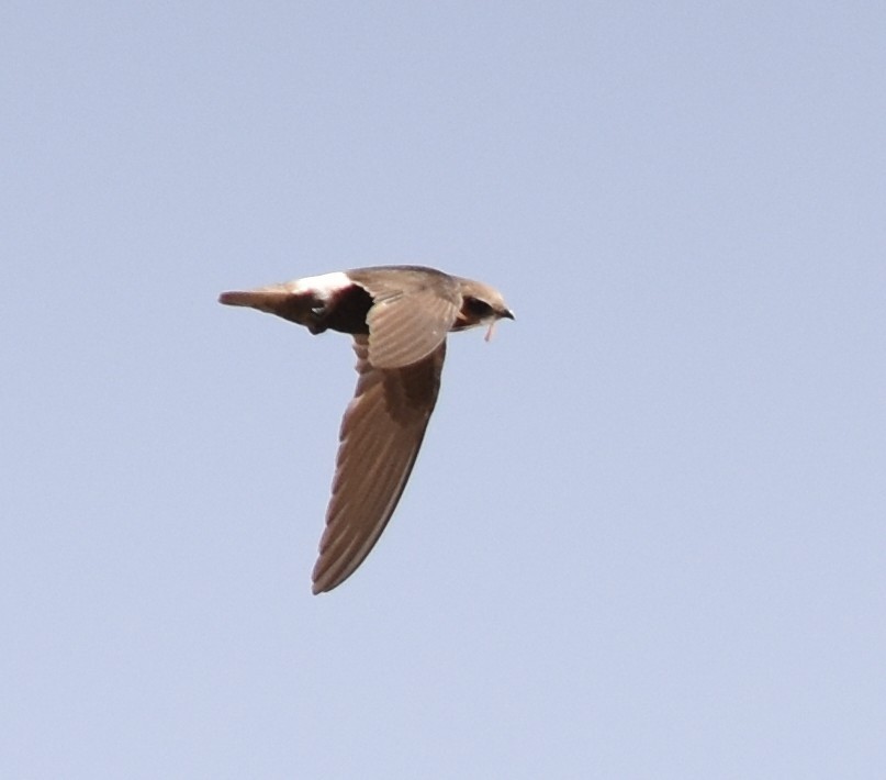 Little Swift - ML644932699