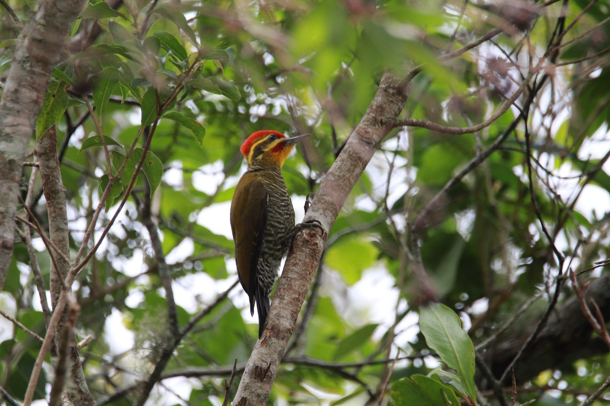 Altın Kaşlı Ağaçkakan - ML644932700