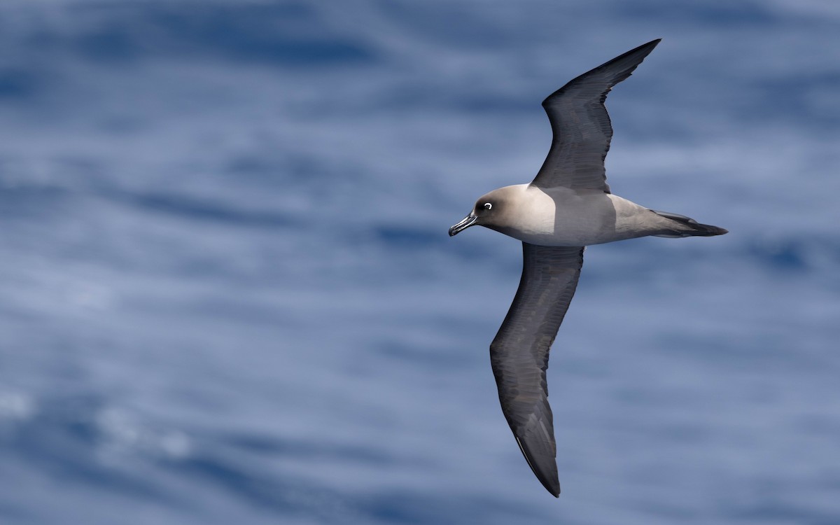 Albatros hauskara - ML644932720