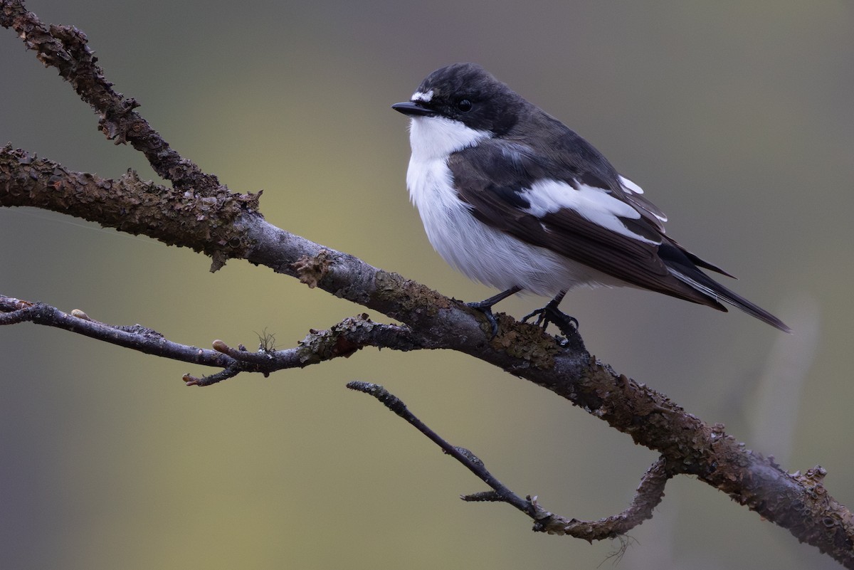 European Pied Flycatcher - ML644932758