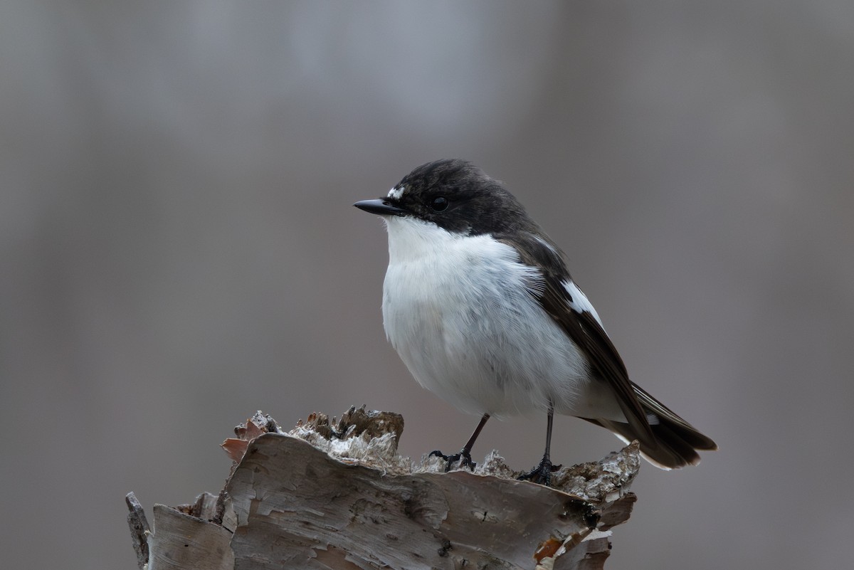 European Pied Flycatcher - ML644932763