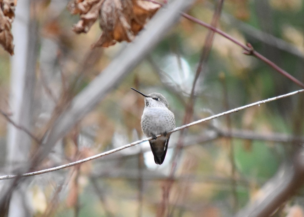 Anna's Hummingbird - ML644932767