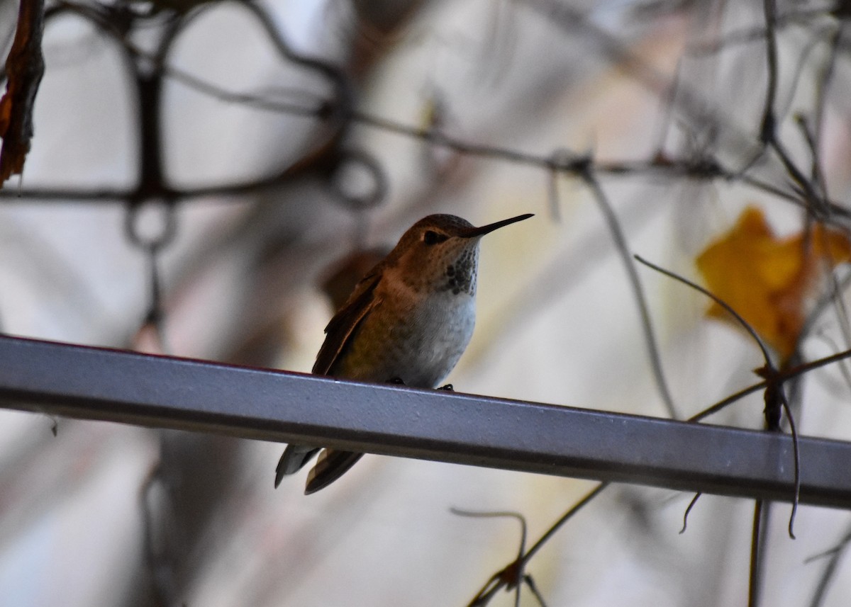 Anna's Hummingbird - ML644932768