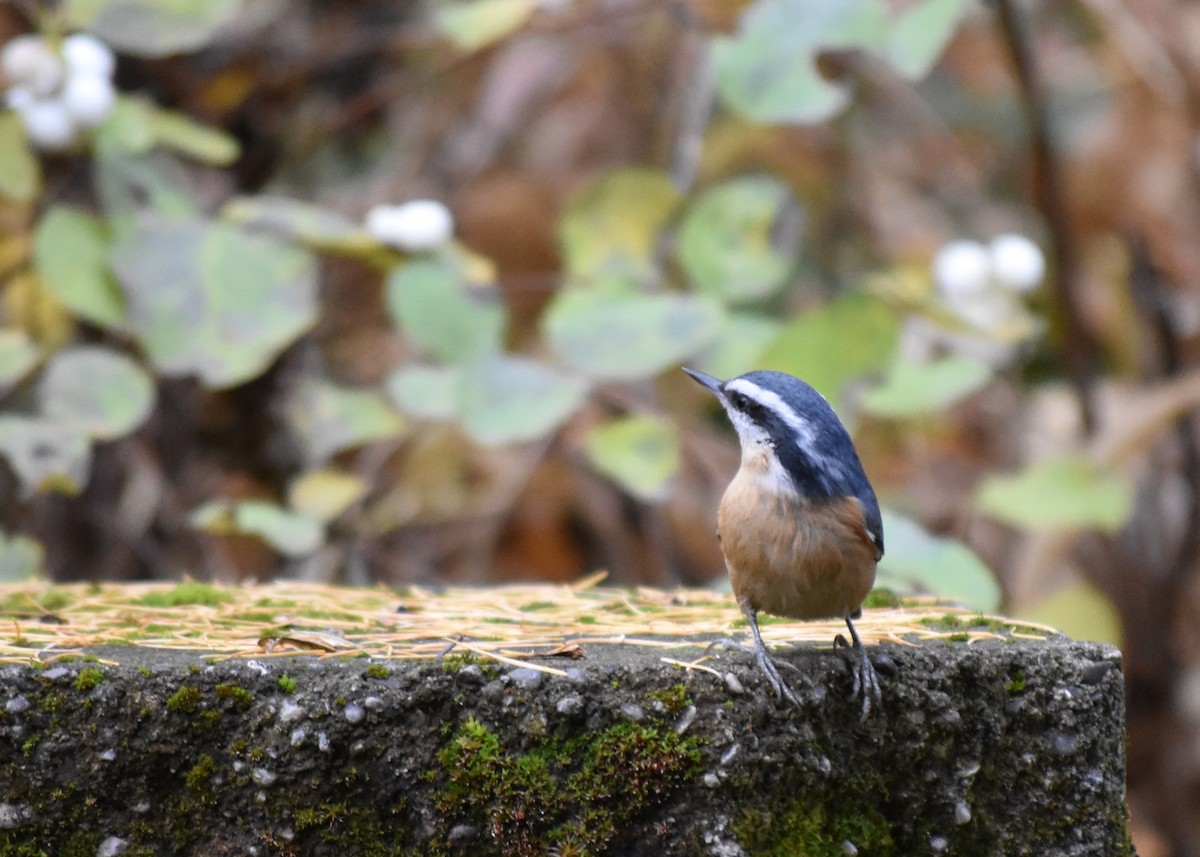 Red-breasted Nuthatch - ML644932781