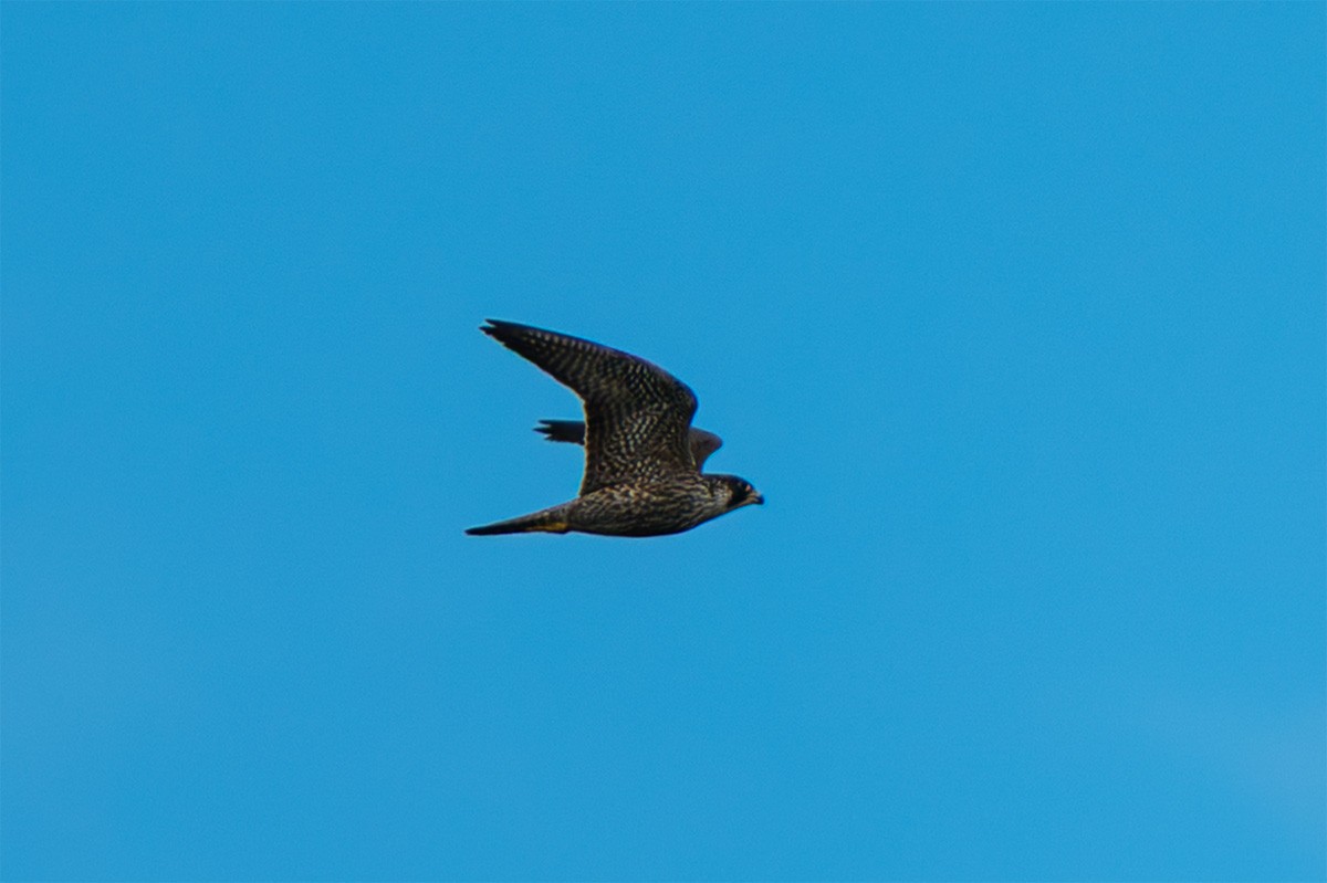 遊隼 - ML644932818