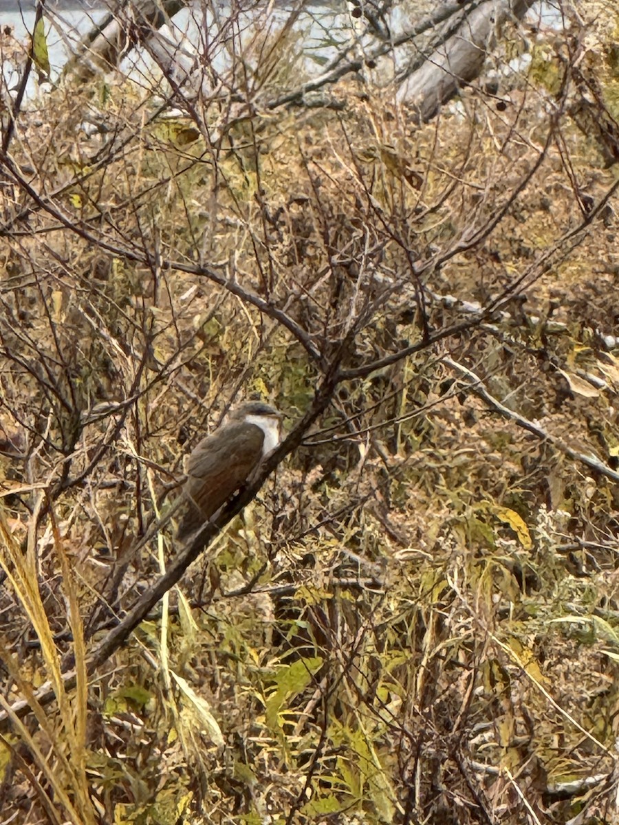 Yellow-billed Cuckoo - ML644932824