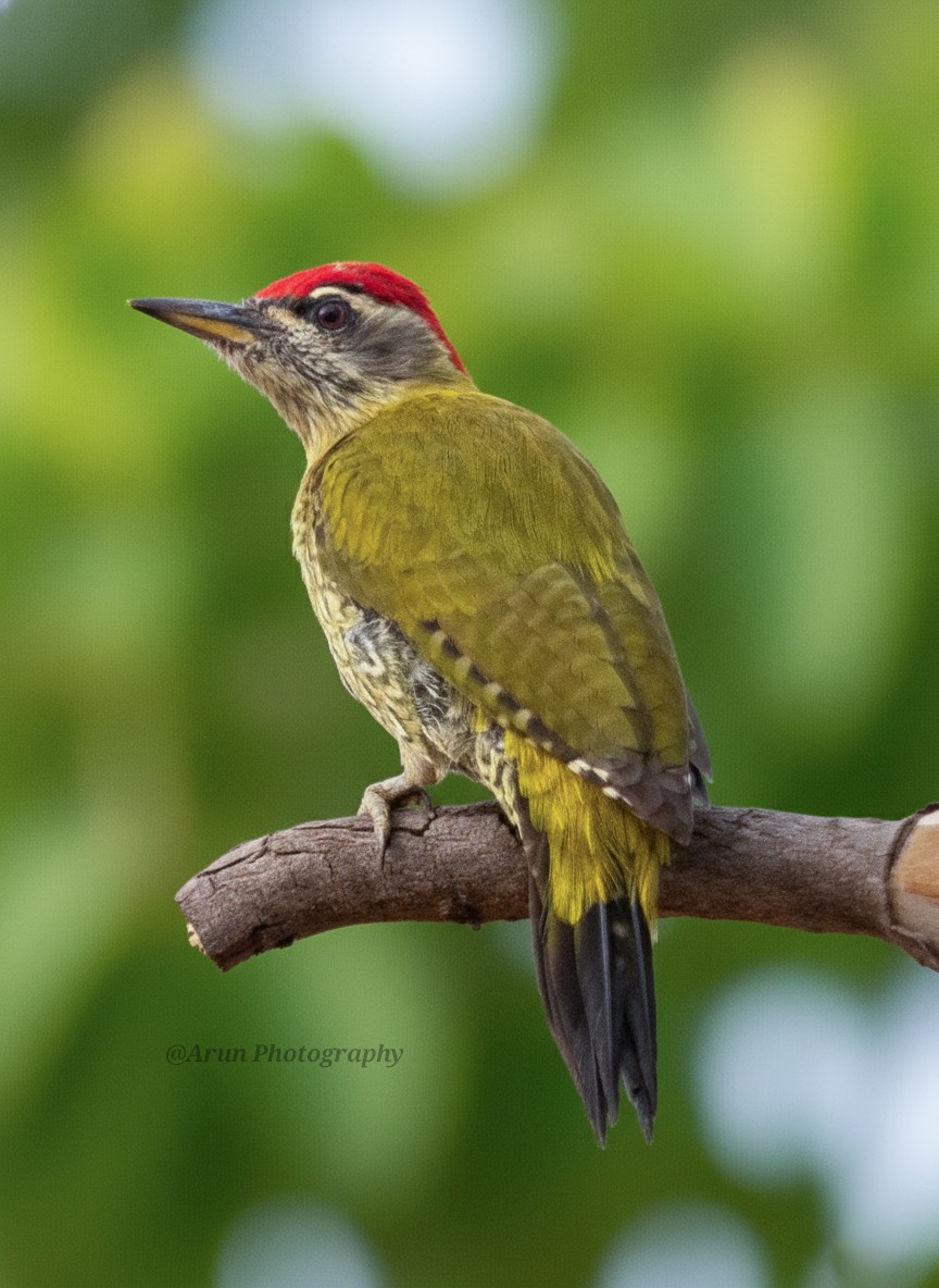 Streak-throated Woodpecker - ML644932846