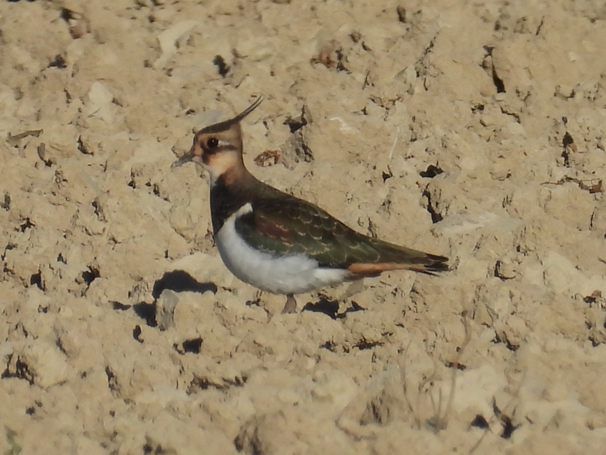 Northern Lapwing - ML644932857
