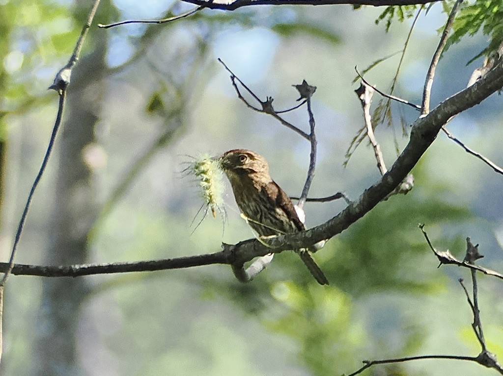 Buco Estriado Occidental - ML644932859