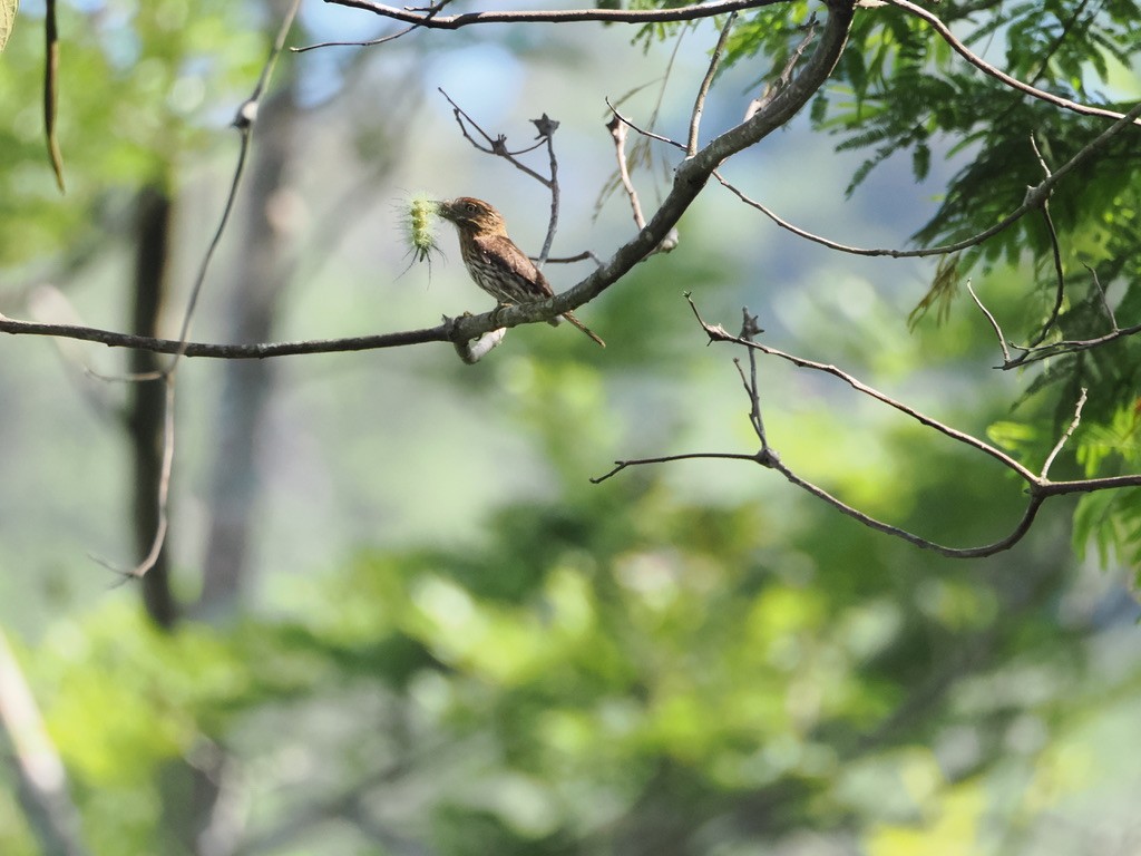 Buco Estriado Occidental - ML644932875