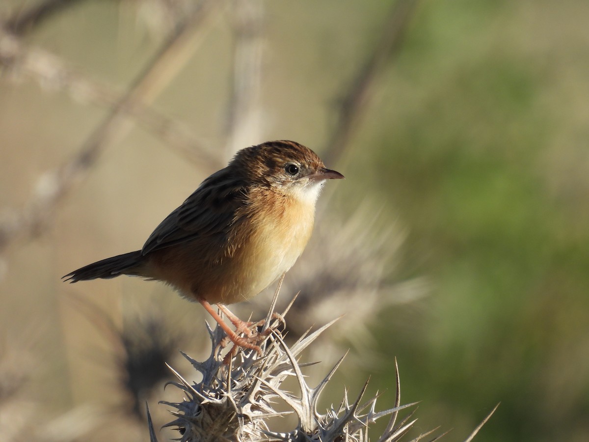 Zitting Cisticola - ML644932877