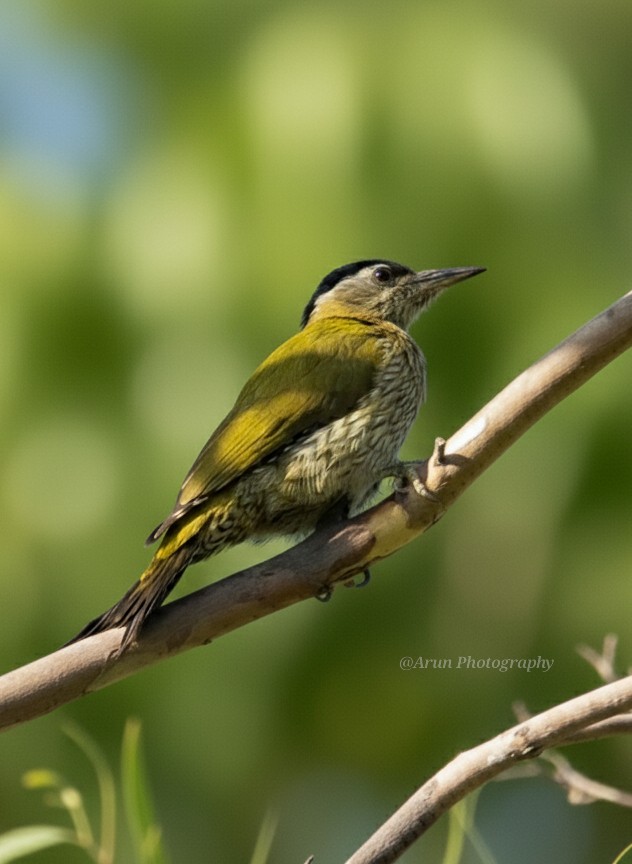 Streak-throated Woodpecker - ML644932878