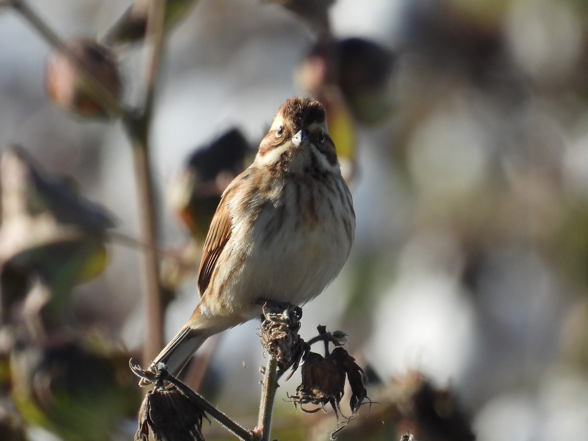 Reed Bunting - ML644932895