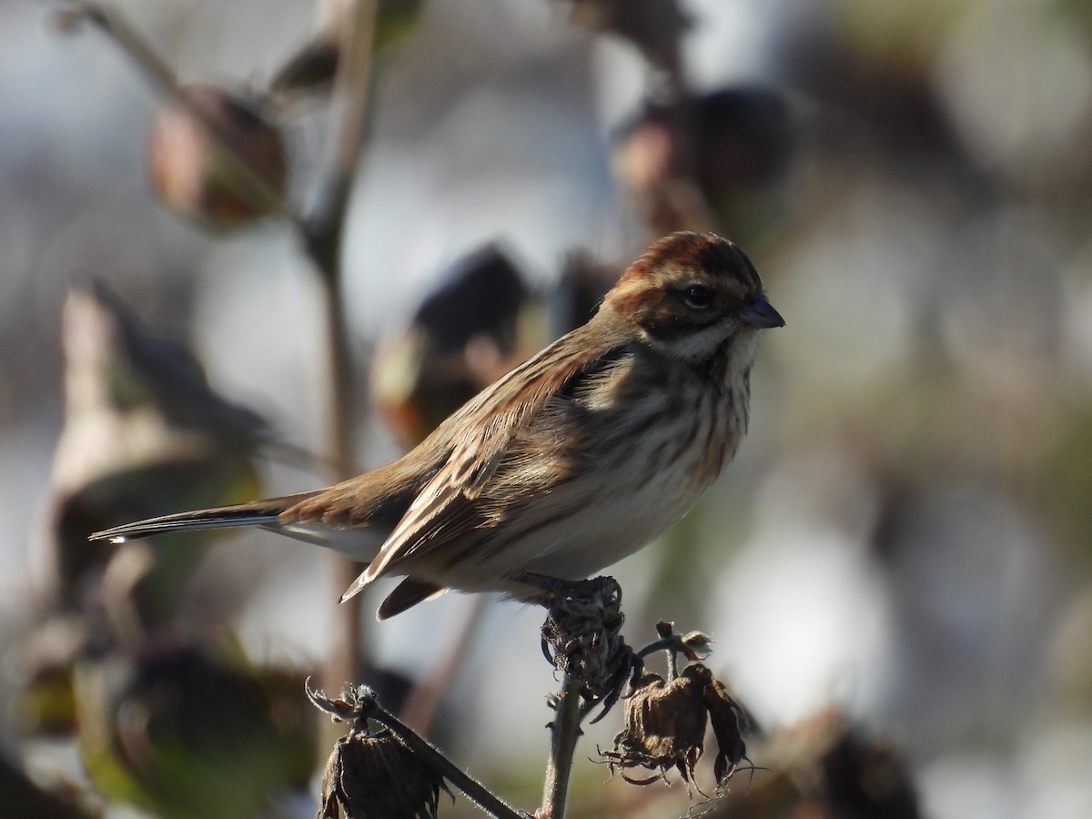 Reed Bunting - ML644932906