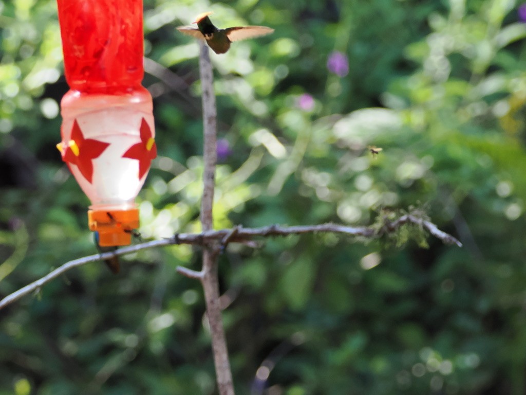 Rufous-crested Coquette - ML644932908