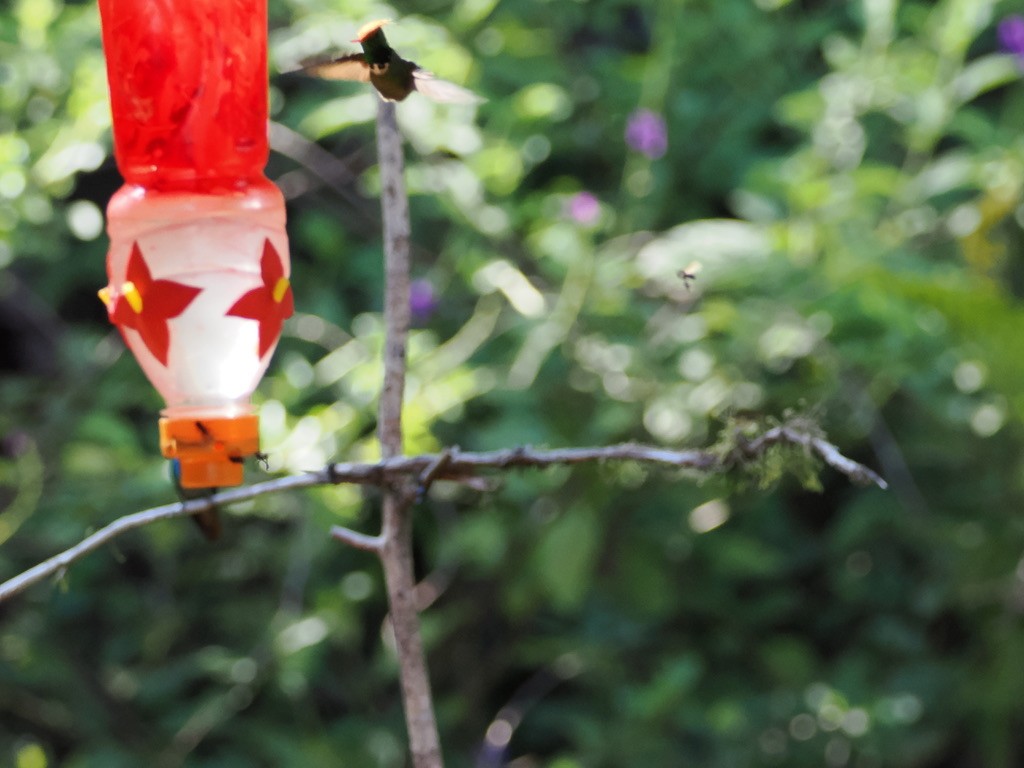 Rufous-crested Coquette - ML644932918