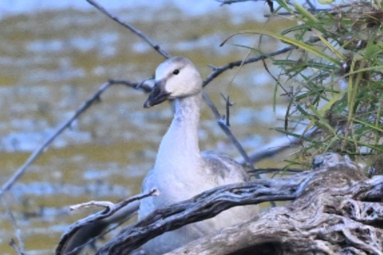 Snow Goose - ML644932925