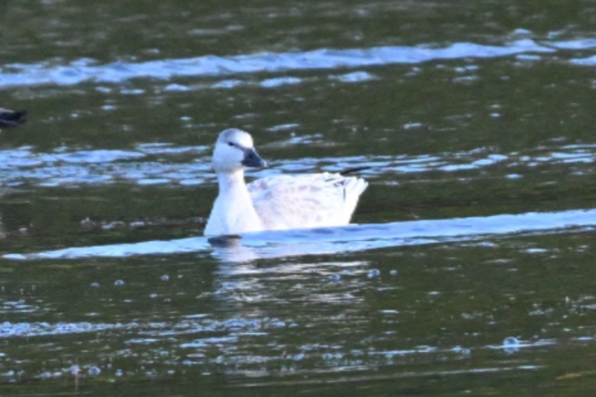 Snow Goose - ML644932926