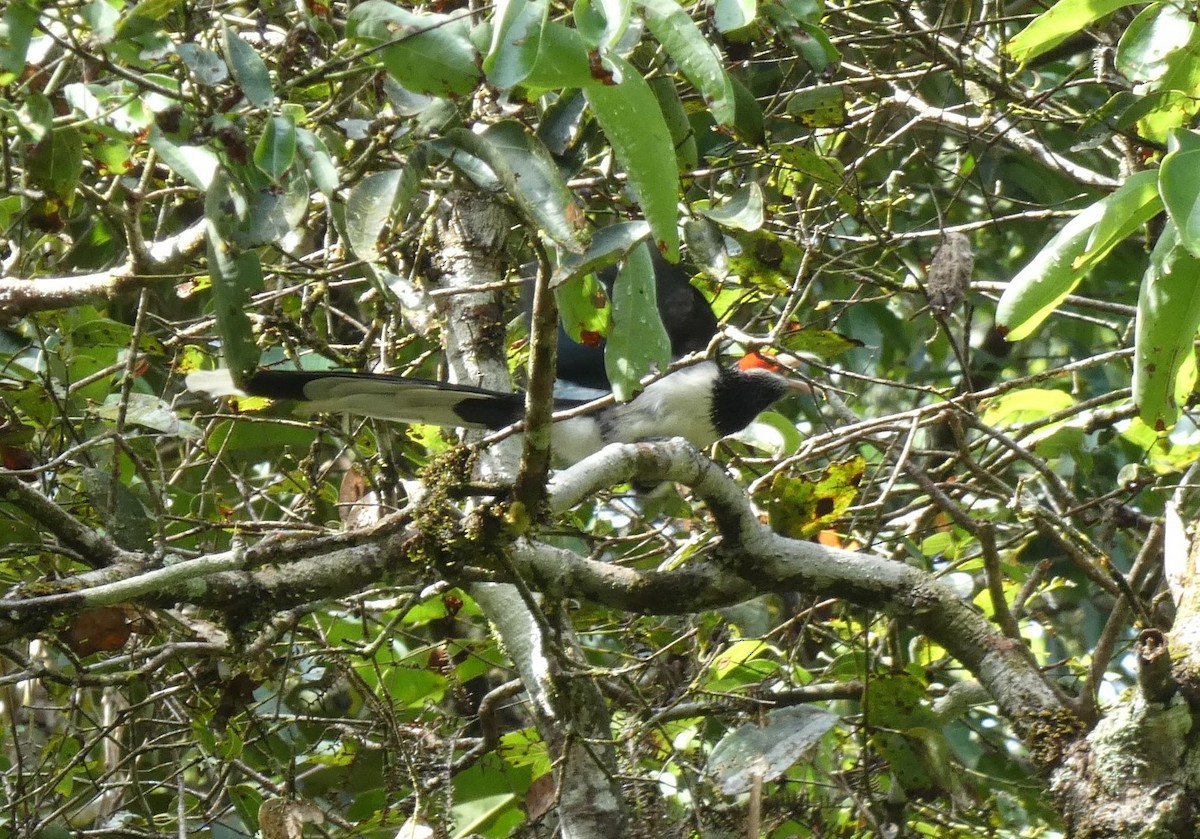 Red-faced Malkoha - ML644932928