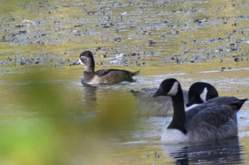 Ring-necked Duck - ML644933004