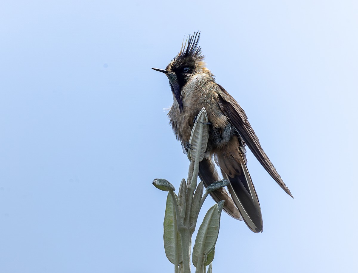 Buffy Helmetcrest - ML644933007
