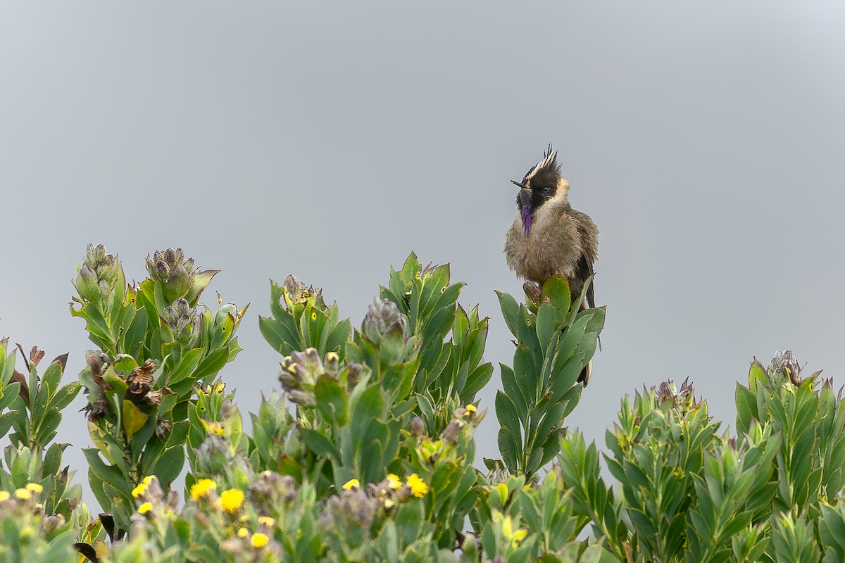 Buffy Helmetcrest - ML644933009