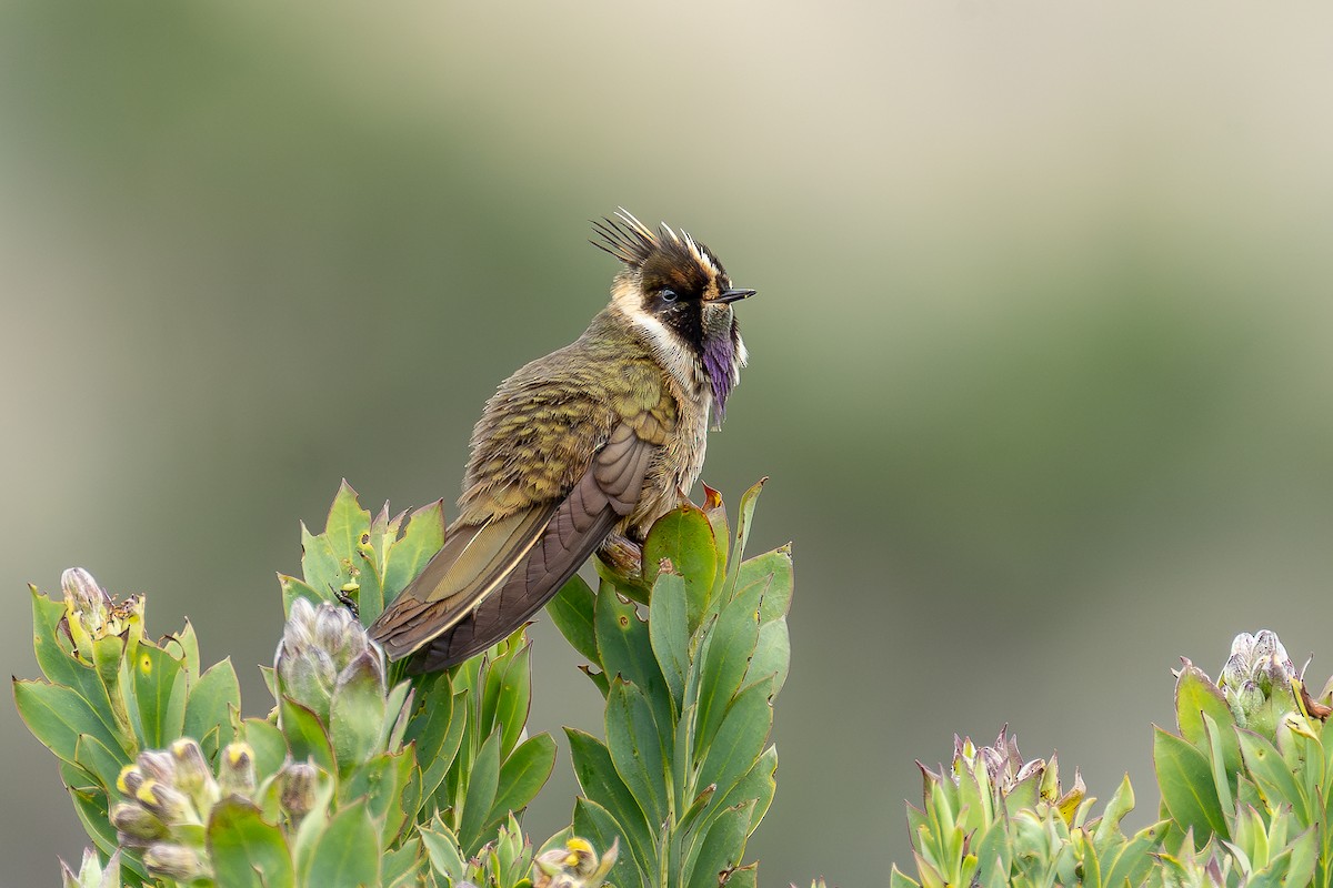 Buffy Helmetcrest - ML644933010