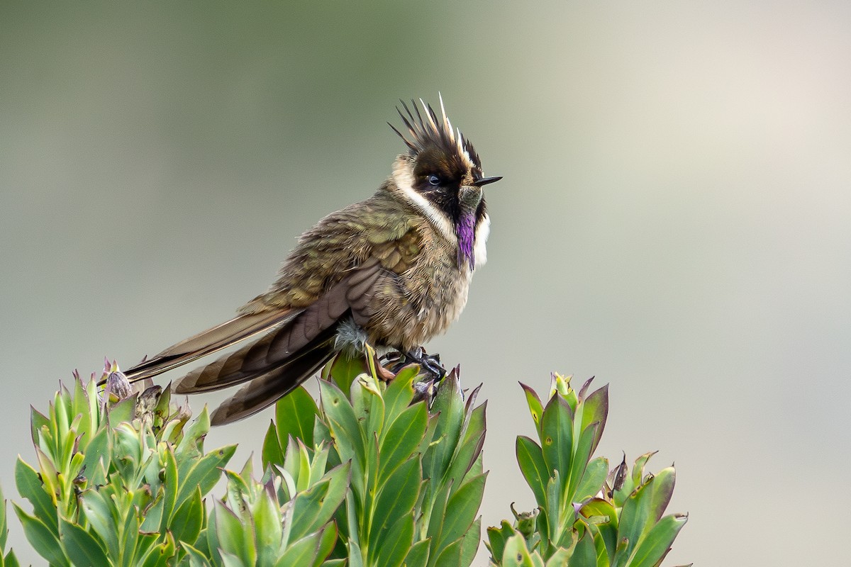 Buffy Helmetcrest - ML644933012