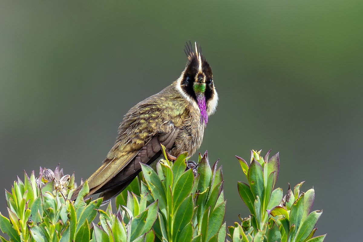 Buffy Helmetcrest - ML644933014