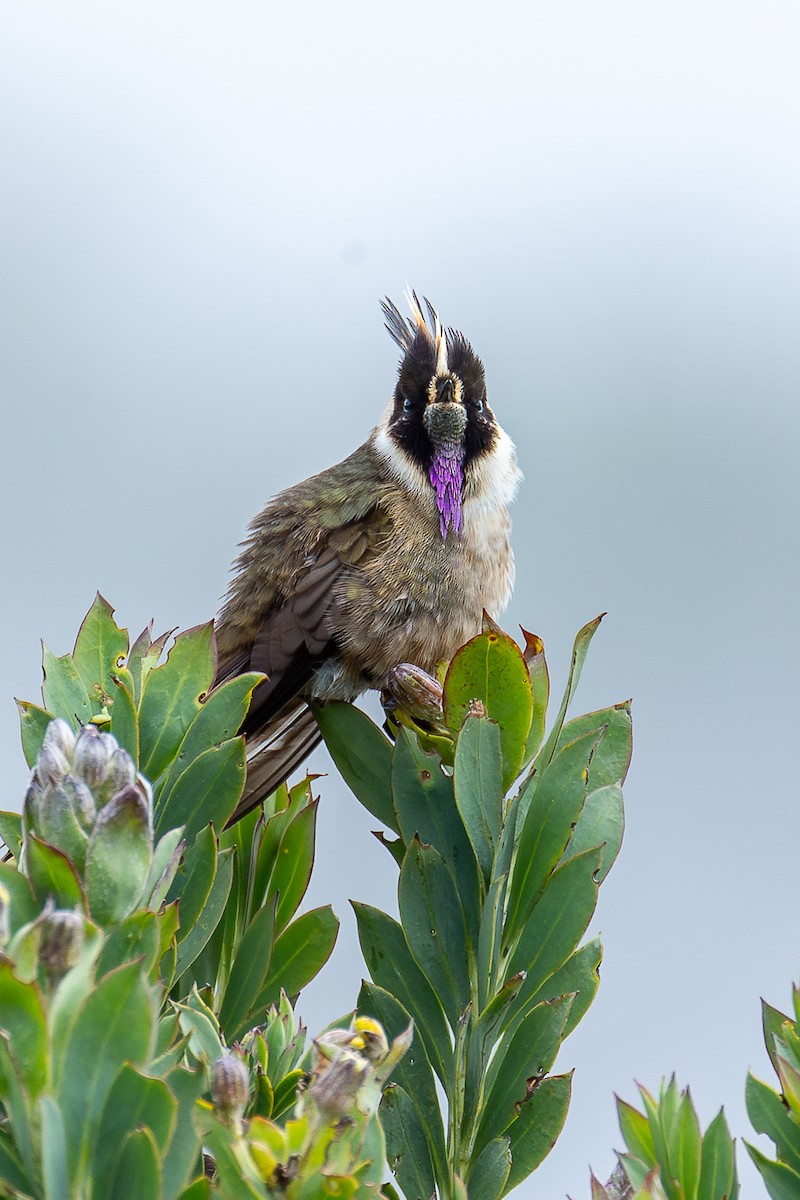 Buffy Helmetcrest - ML644933015