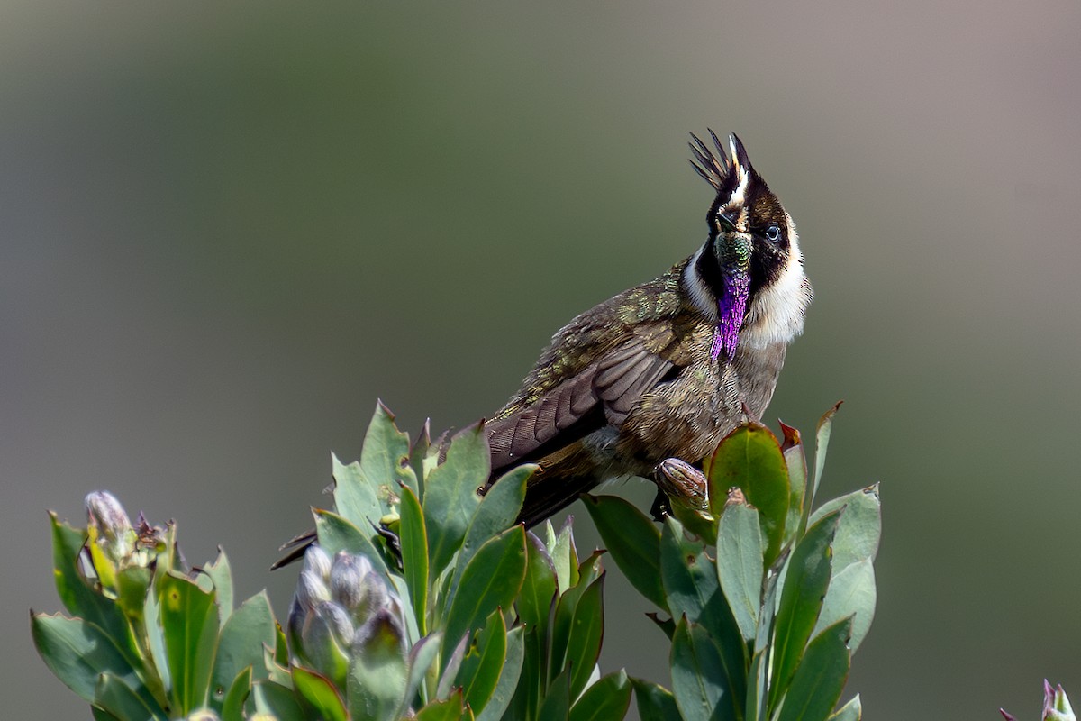 Buffy Helmetcrest - ML644933016