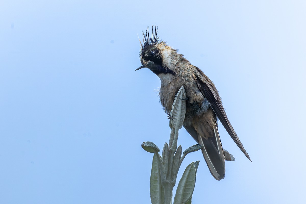 Buffy Helmetcrest - ML644933017