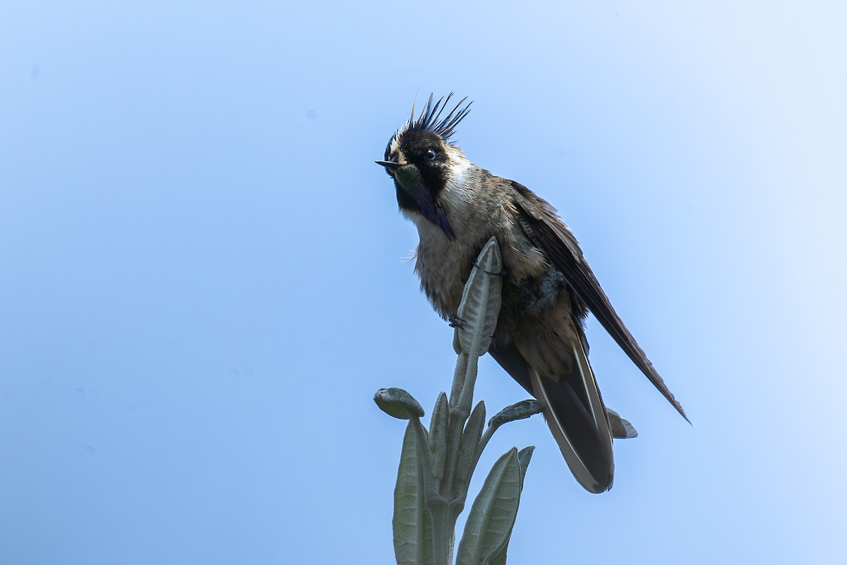 Buffy Helmetcrest - ML644933018