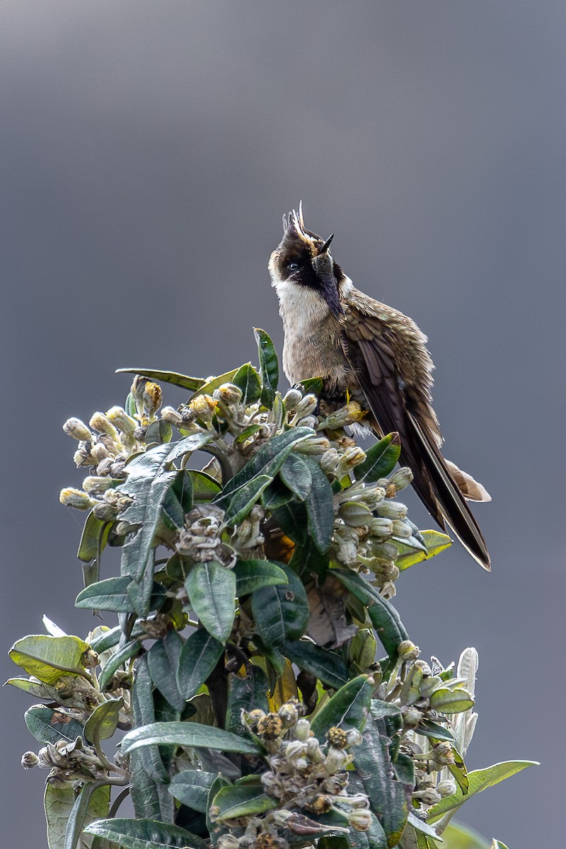 Buffy Helmetcrest - ML644933019