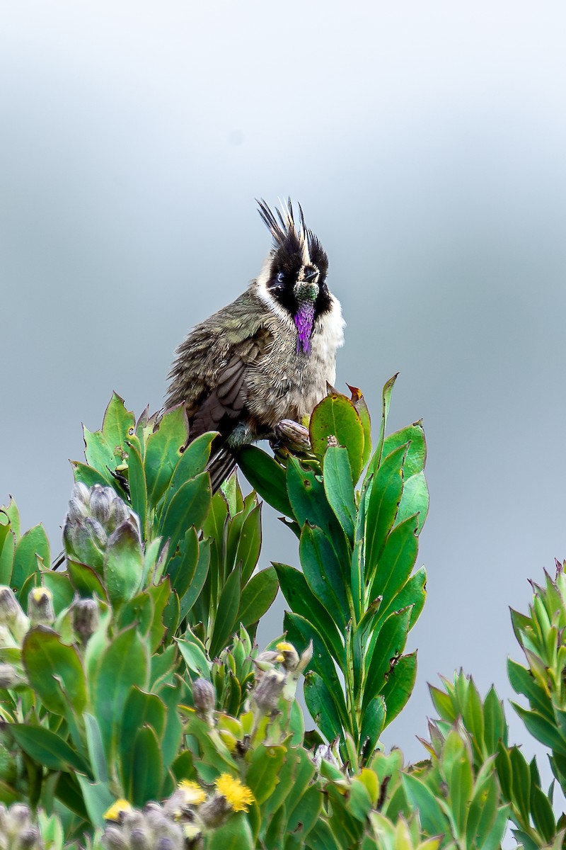 Buffy Helmetcrest - ML644933020