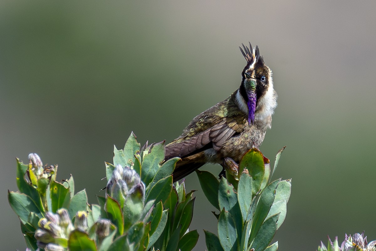 Buffy Helmetcrest - ML644933021