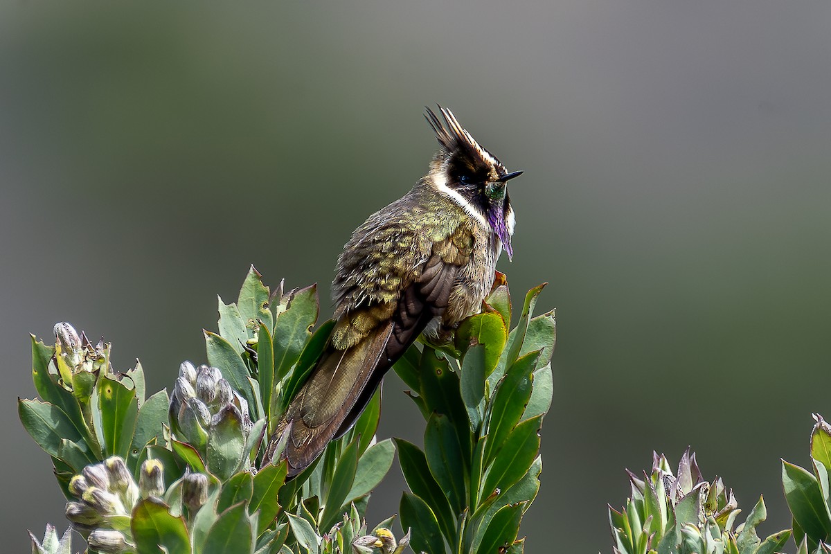 Buffy Helmetcrest - ML644933022