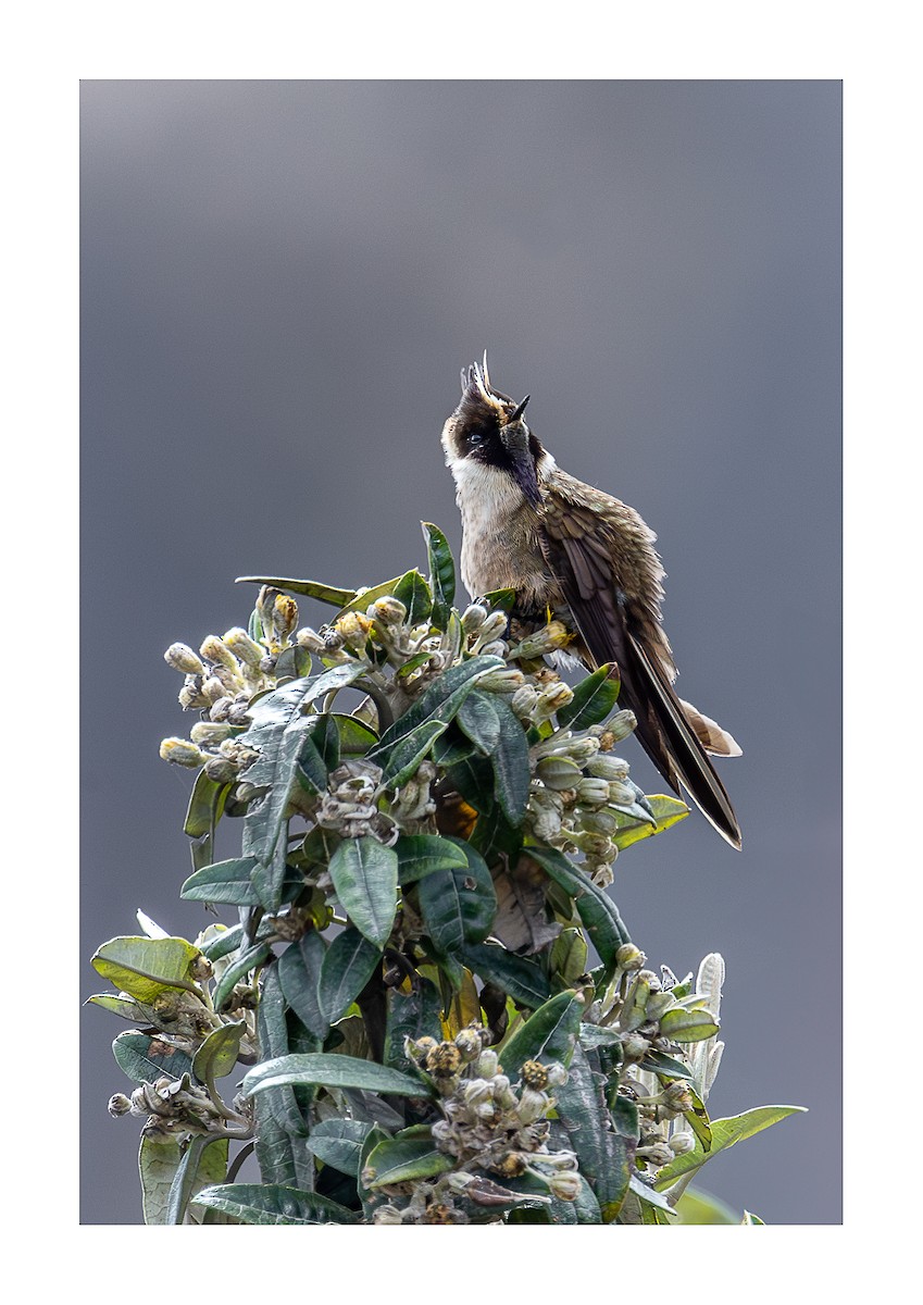 Buffy Helmetcrest - ML644933023