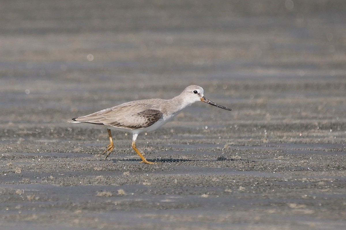 ソリハシシギ - ML644933045