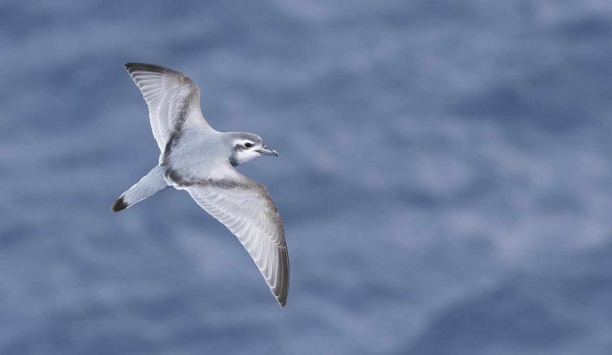 Пріон антарктичний - ML644933052