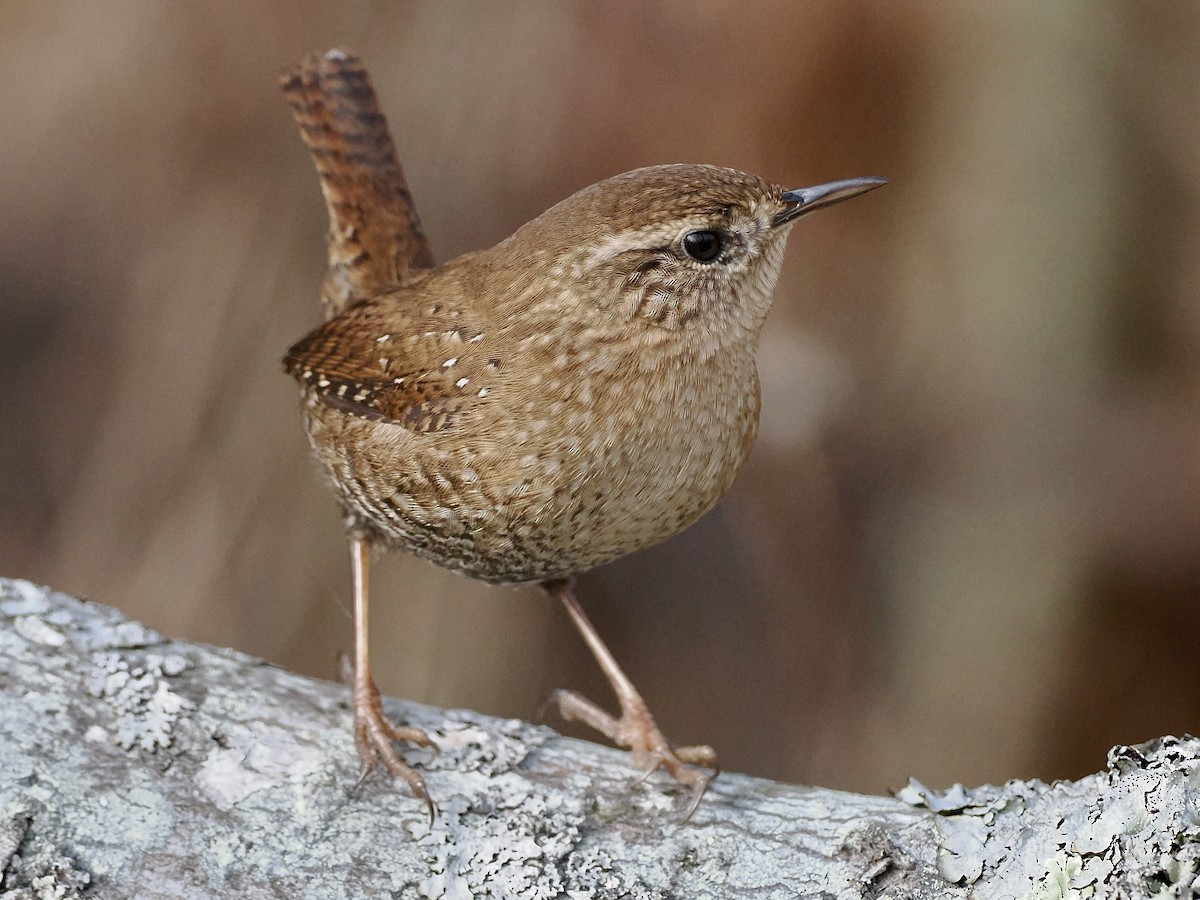 Winter Wren - ML644933067