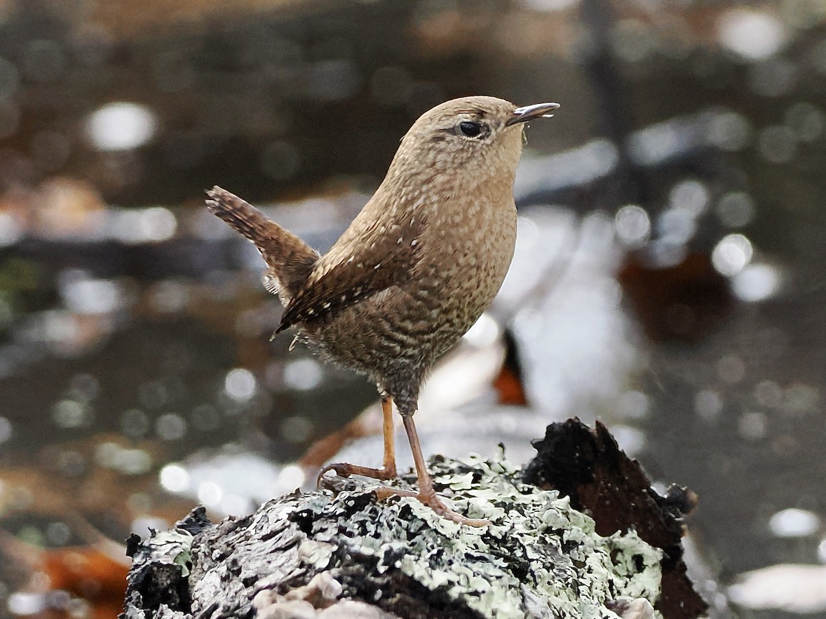 Winter Wren - ML644933068