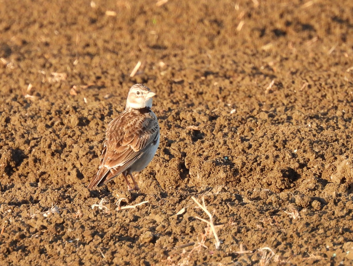 Kalanderlerche - ML644933088