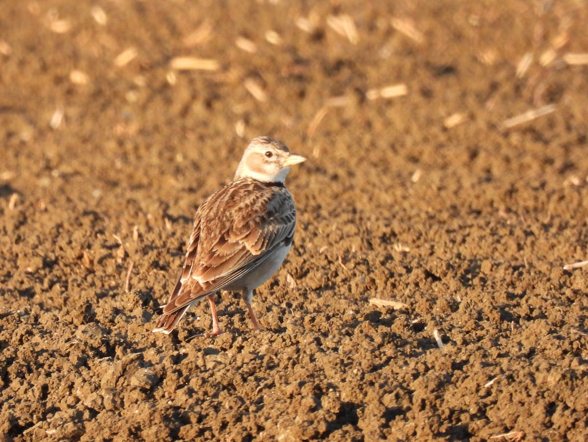 Kalanderlerche - ML644933089