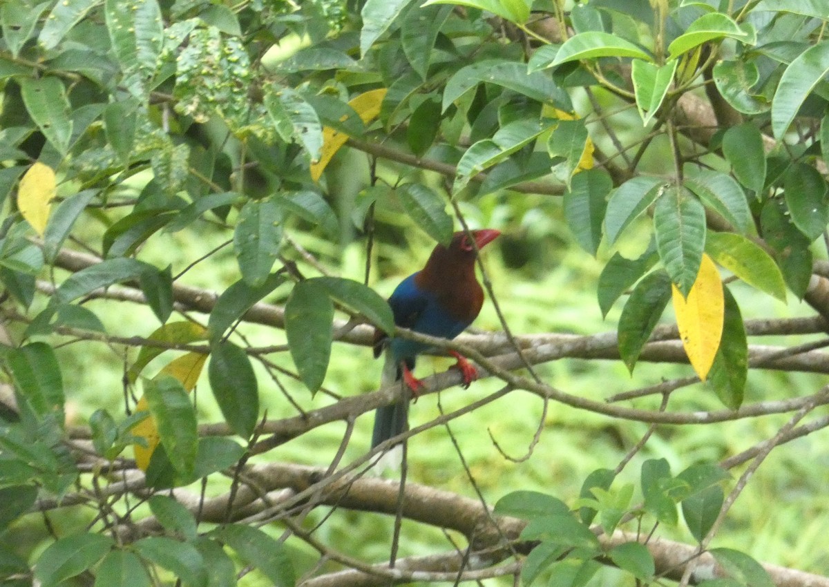 kraska srílanská - ML644933123