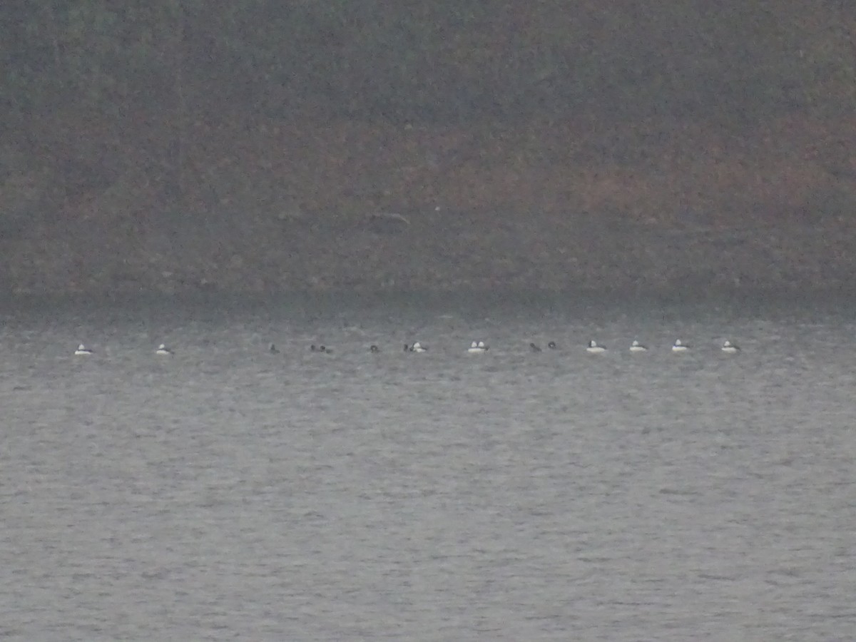 Bufflehead - ML644933126