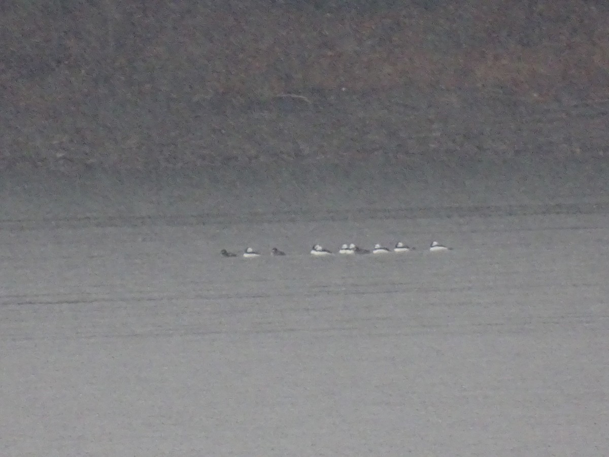 Bufflehead - ML644933127