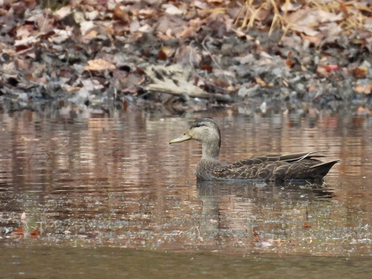 American Black Duck - ML644933154