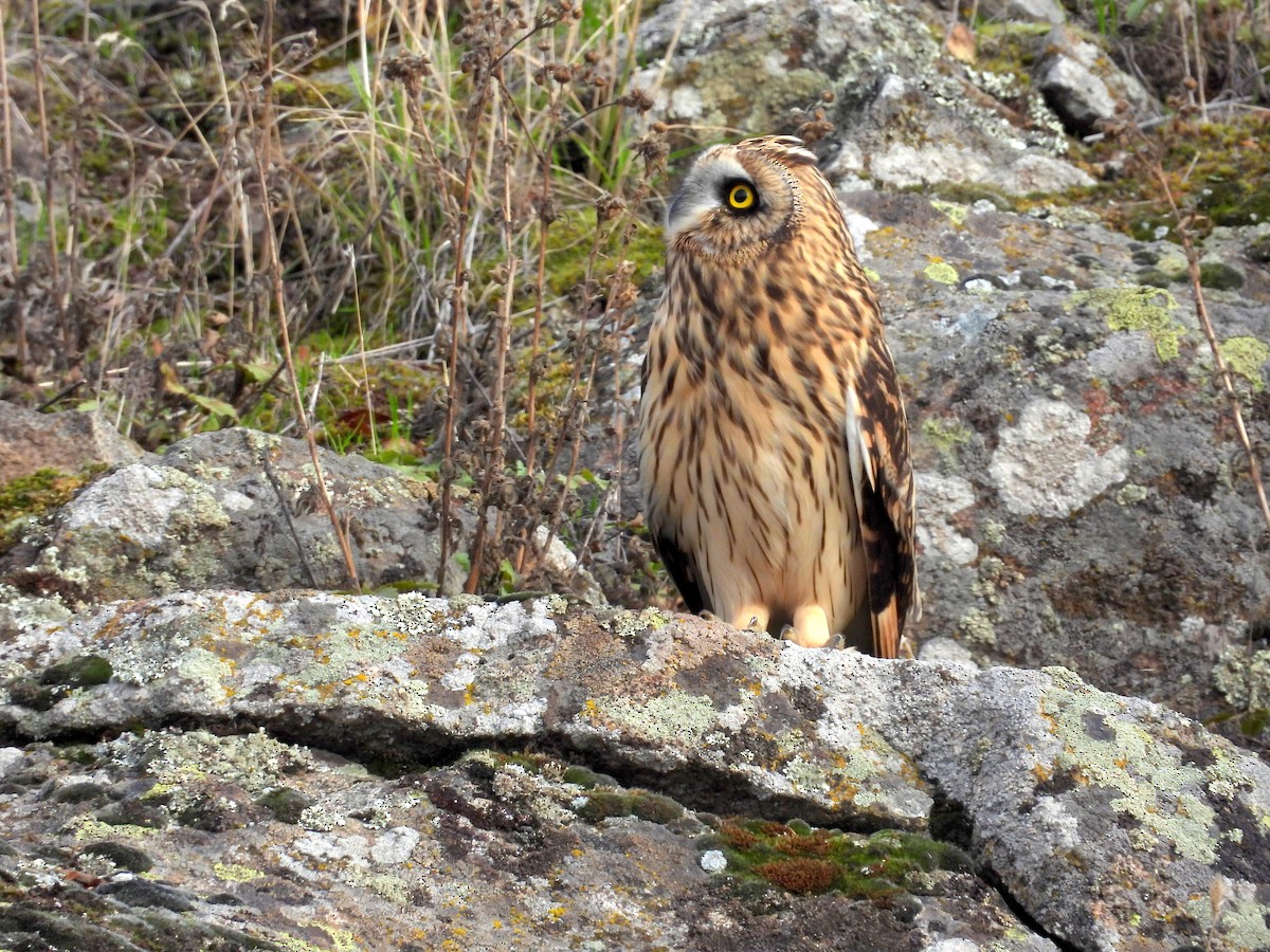 Short-eared Owl - ML644933188