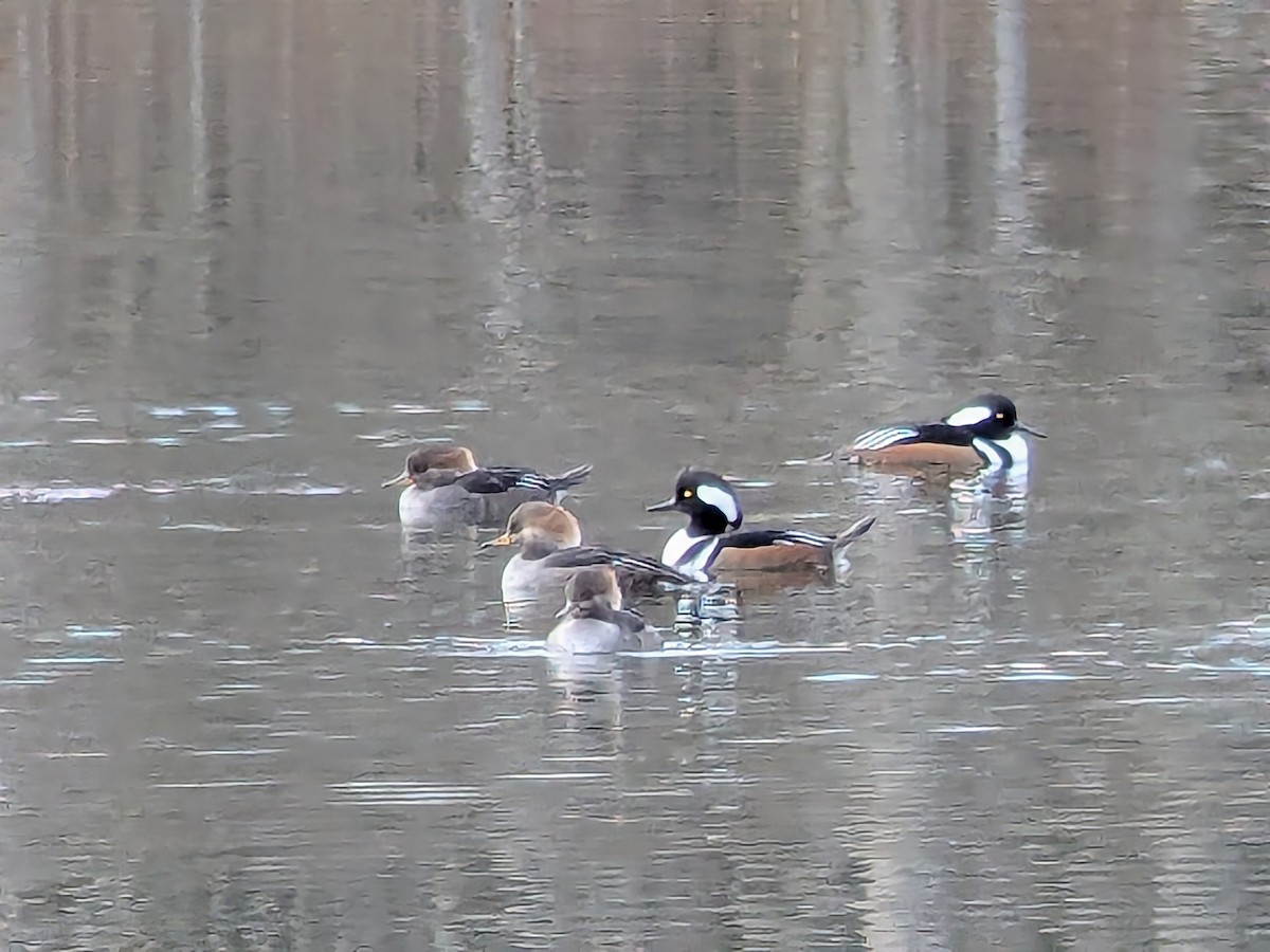 Hooded Merganser - ML644933193
